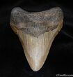 Beautiful Inch Megalodon Tooth #95-1